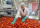  Agroandina estima llegar en 2024 a los 40 millones de kilos de tomates procesados