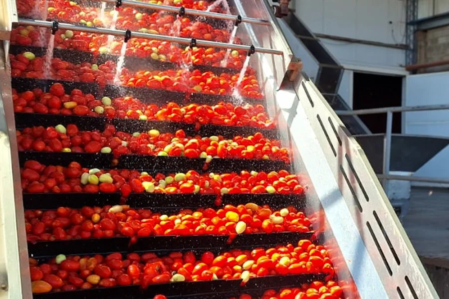  AgroAndina va por un nuevo récord en su producción