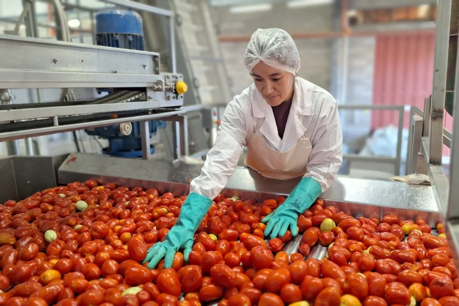  Agro Andina exporta tomate cubeteado a China