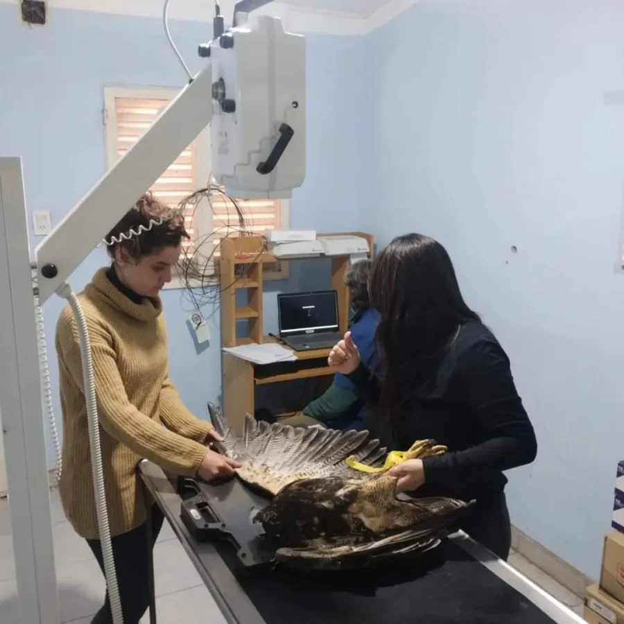  Rescataron un ejemplar juvenil de águila mora en Malligasta