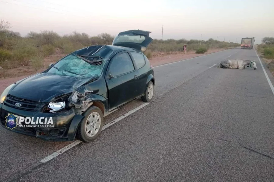  Chilecito busca soluciones para erradicar animales sueltos en la región