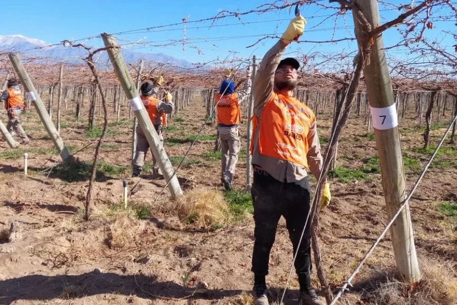  Este miércoles se realiza la 7º Edición del Concurso de Poda de vid