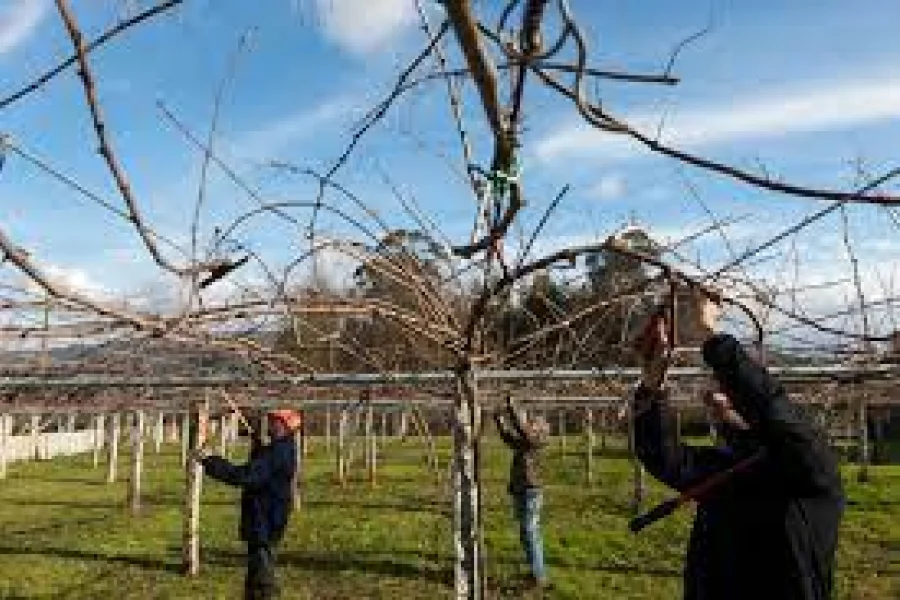  Concurso de Poda Profesional convocó a más de 40 podadores