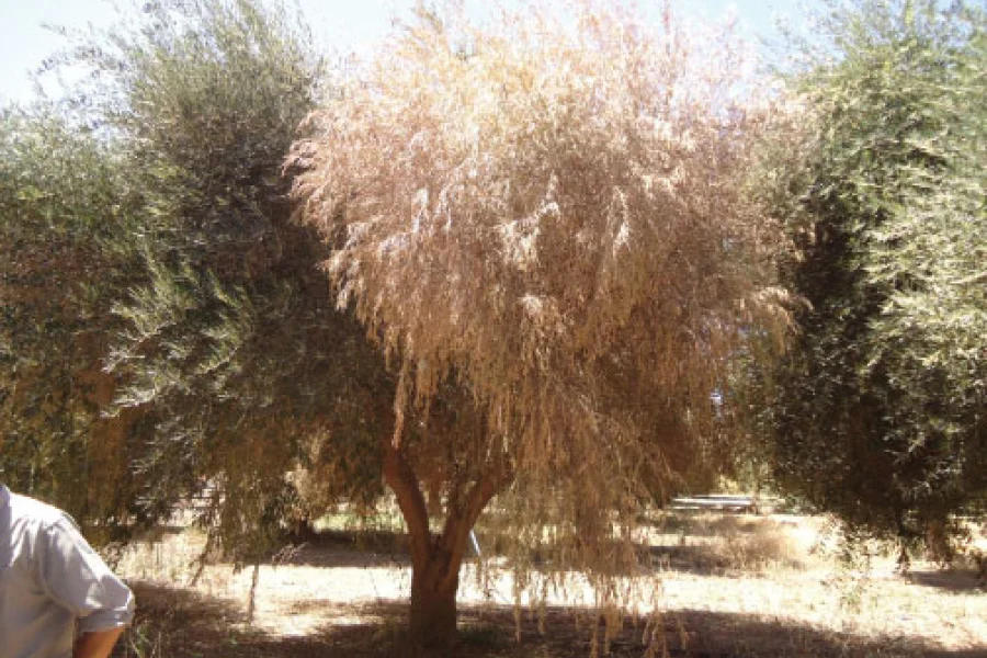  Analizan líneas de trabajo sobre rama seca de olivo
