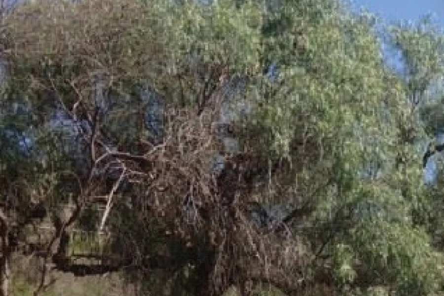  La UNdeC prepara actividades para celebrar la 8º Edición de la Semana del Algarrobo