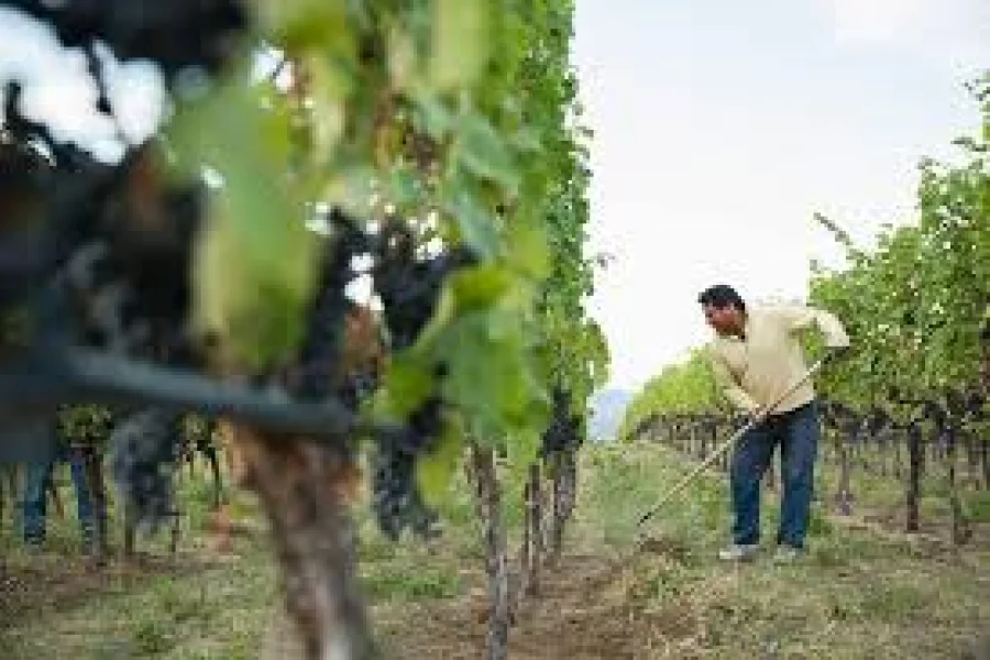  Realizan talleres regionales con objetivos para el PEVI 2030