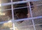 Rescatan a un caballo que cayó en un pozo en el Parque Industrial de Chilecito