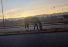 Intensifican operativos por animales sueltos para prevenir accidentes viales