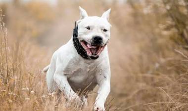 Denuncian el ataque de un perro a una mascota y reclaman medidas de seguridad en el barrio La Hoya