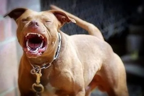 Niño de 12 años fue derivado a la Capital tras ser mordido por un perro 