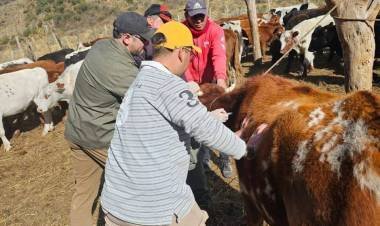 Veterinarios municipales asistieron a animales afectados por el incendio forestal en Guanchín