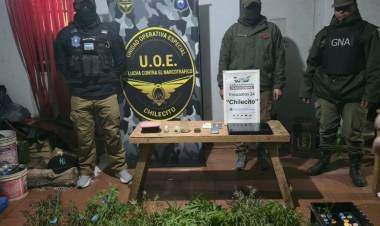 Allanamiento en Campanas: secuestraron plantas de cannabis y otros elementos