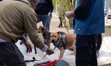 Realizan una nueva campaña de vacunación antirrábica en Los Sarmientos y barrio Mirador del Velasco