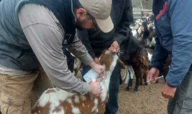 INTA Chilecito impulsa la producción de huevos con genética Negra INTA