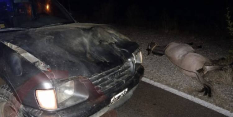 Choque entre una camioneta y un caballo en Avenida Cable Carril