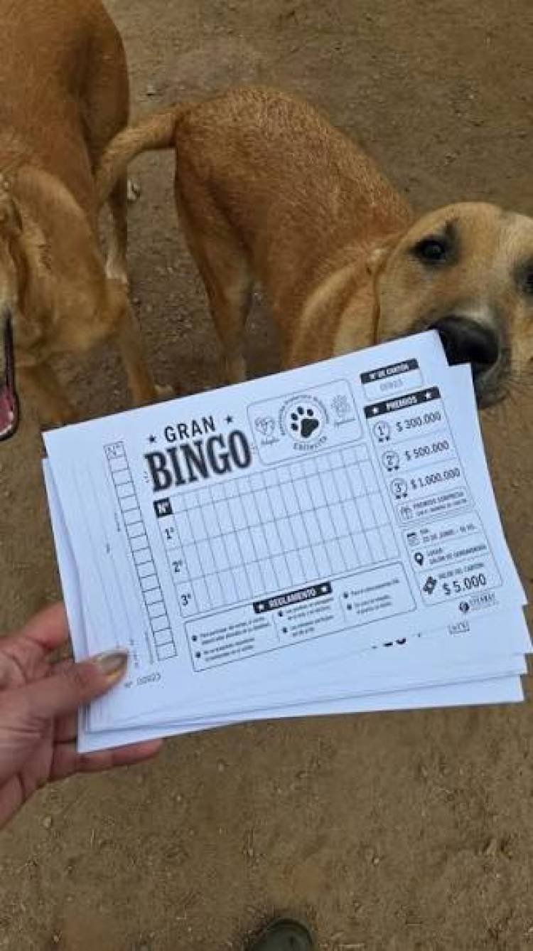 La Asociación Protectora de Animales San Roque organiza un Gran Bingo Solidario para recaudar fondos