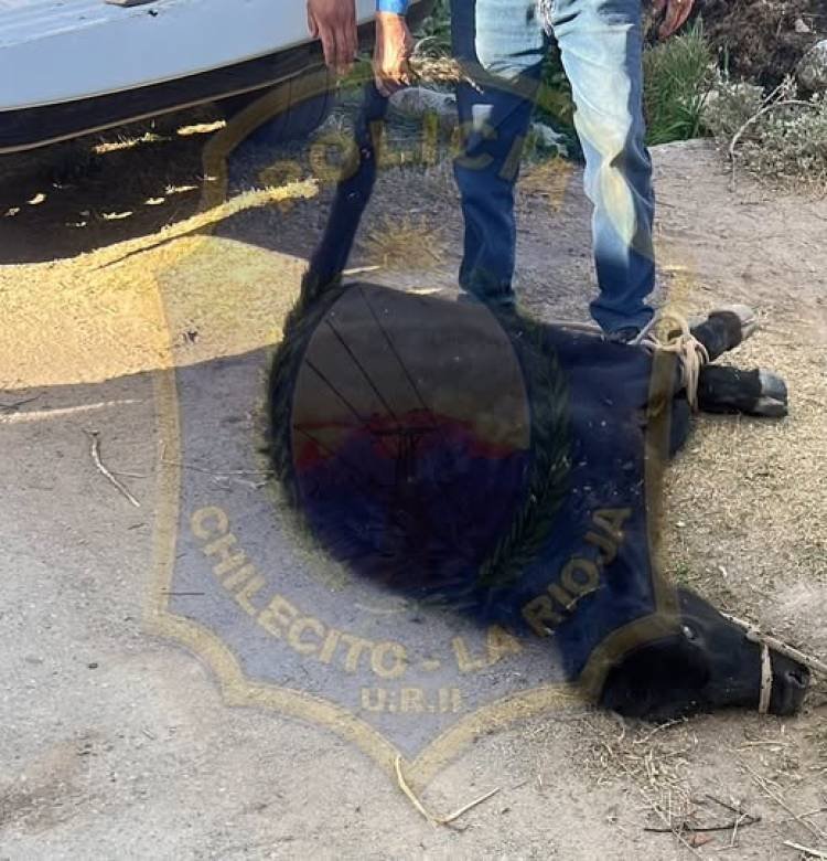 Recuperan un animal bovino y detienen a un hombre en una causa por presunto abigeato