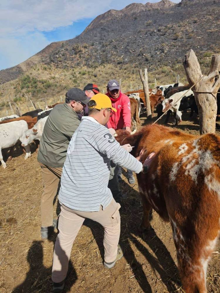 Veterinarios municipales asistieron a animales afectados por el incendio forestal en Guanchín