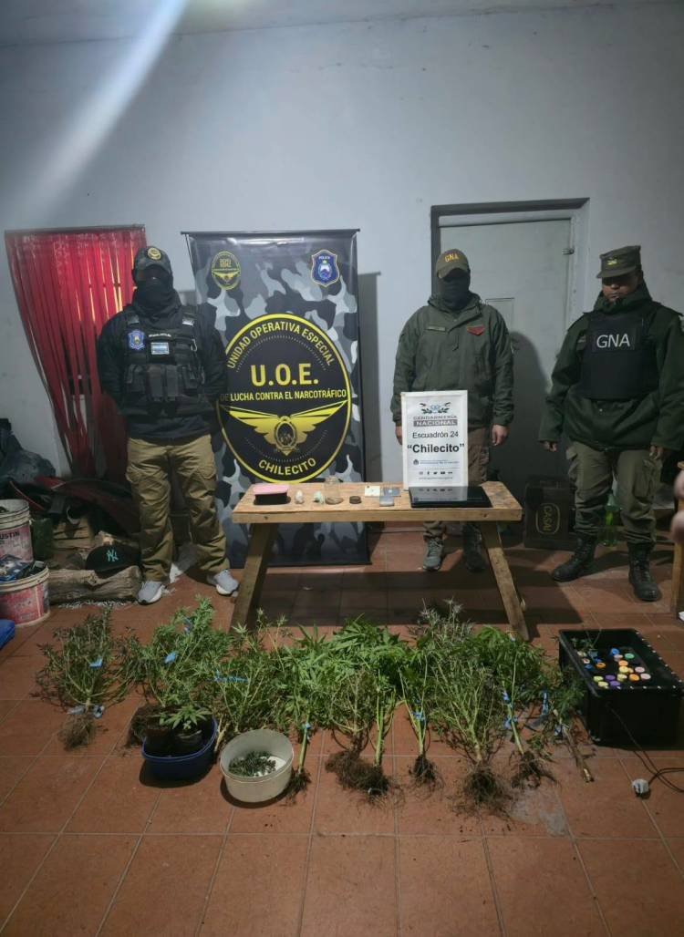 Allanamiento en Campanas: secuestraron plantas de cannabis y otros elementos