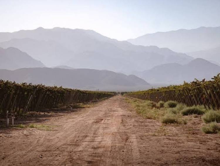Proponen declarar la emergencia productiva, energética y laboral del sector vitivinícola del Valle Antinaco-Los Colorados