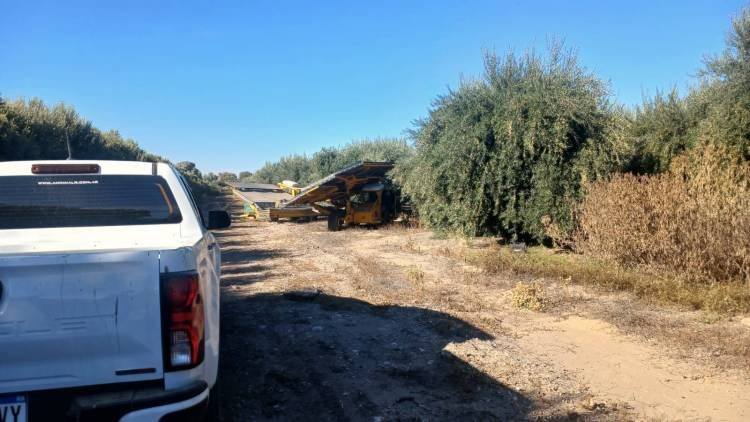 Anguinán: UATRE realizó una inspección en un establecimiento olivícola tras un reclamo anónimo